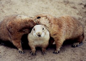 Prairiedogs01b Kopie